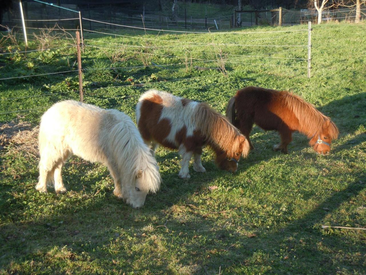 Whispering Spirit Holiday Cottages&Mini Ponies Franklin Esterno foto