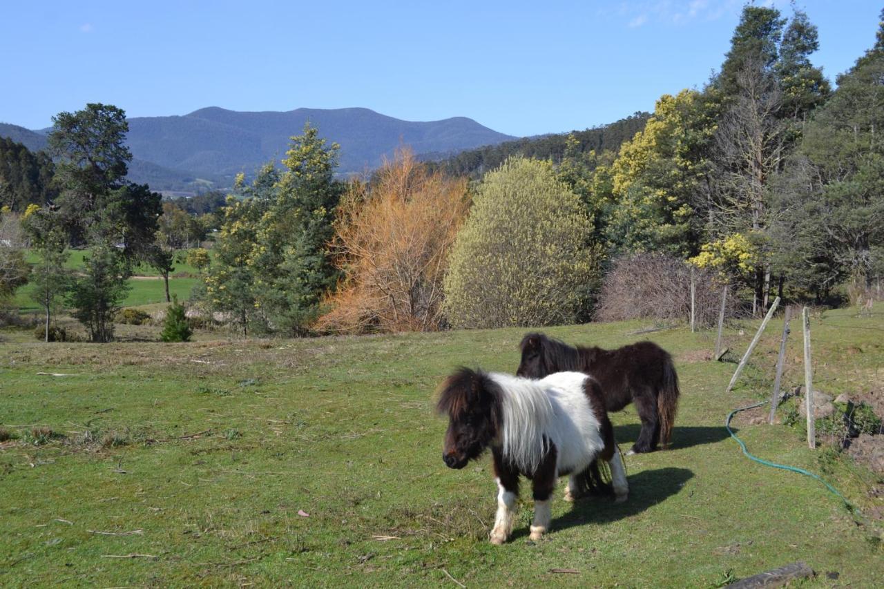 Whispering Spirit Holiday Cottages&Mini Ponies Franklin Esterno foto